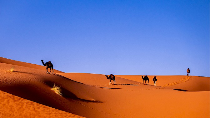 Quinoa Travel